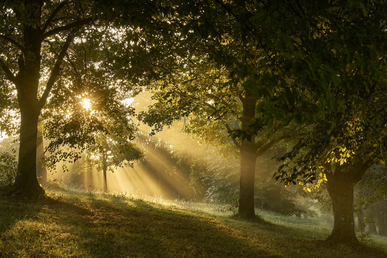 Metsä, jossa auringonsäteitä