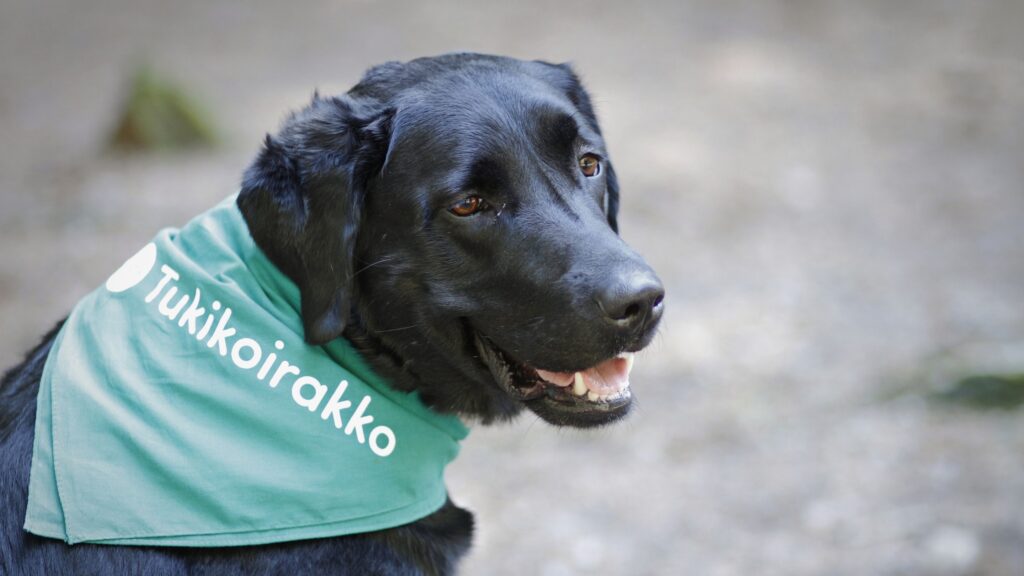 musta labradorinnoutaja, kaulassa Tukikoirakko-huivi