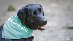 musta labradorinnoutaja, kaulassa Tukikoirakko-huivi