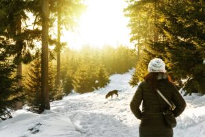 Nainen, selin, kävelee lumisella metsätiellä ja koira kulkee edellä haistellen polkua.