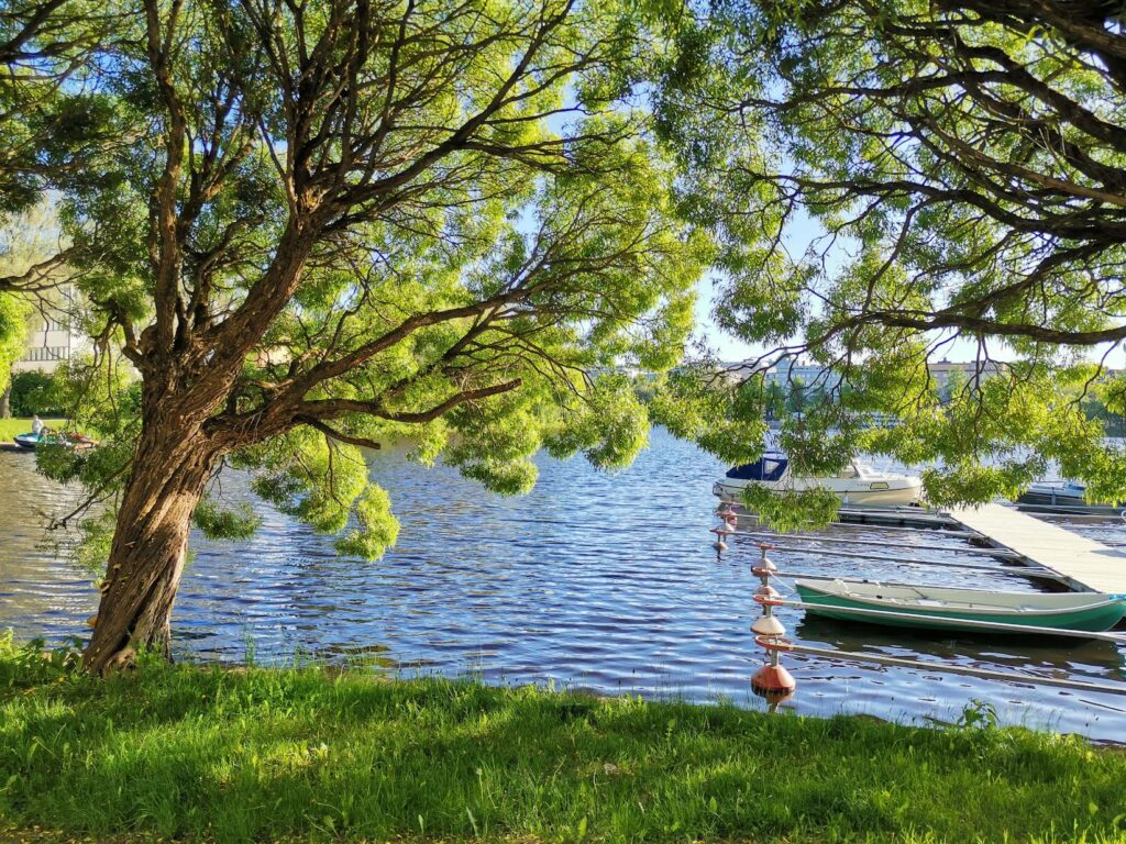 Rantamaisema, jossa on etualalla kookas puu ja vedessä veneitä laiturissa. Näkymä on vihreä.