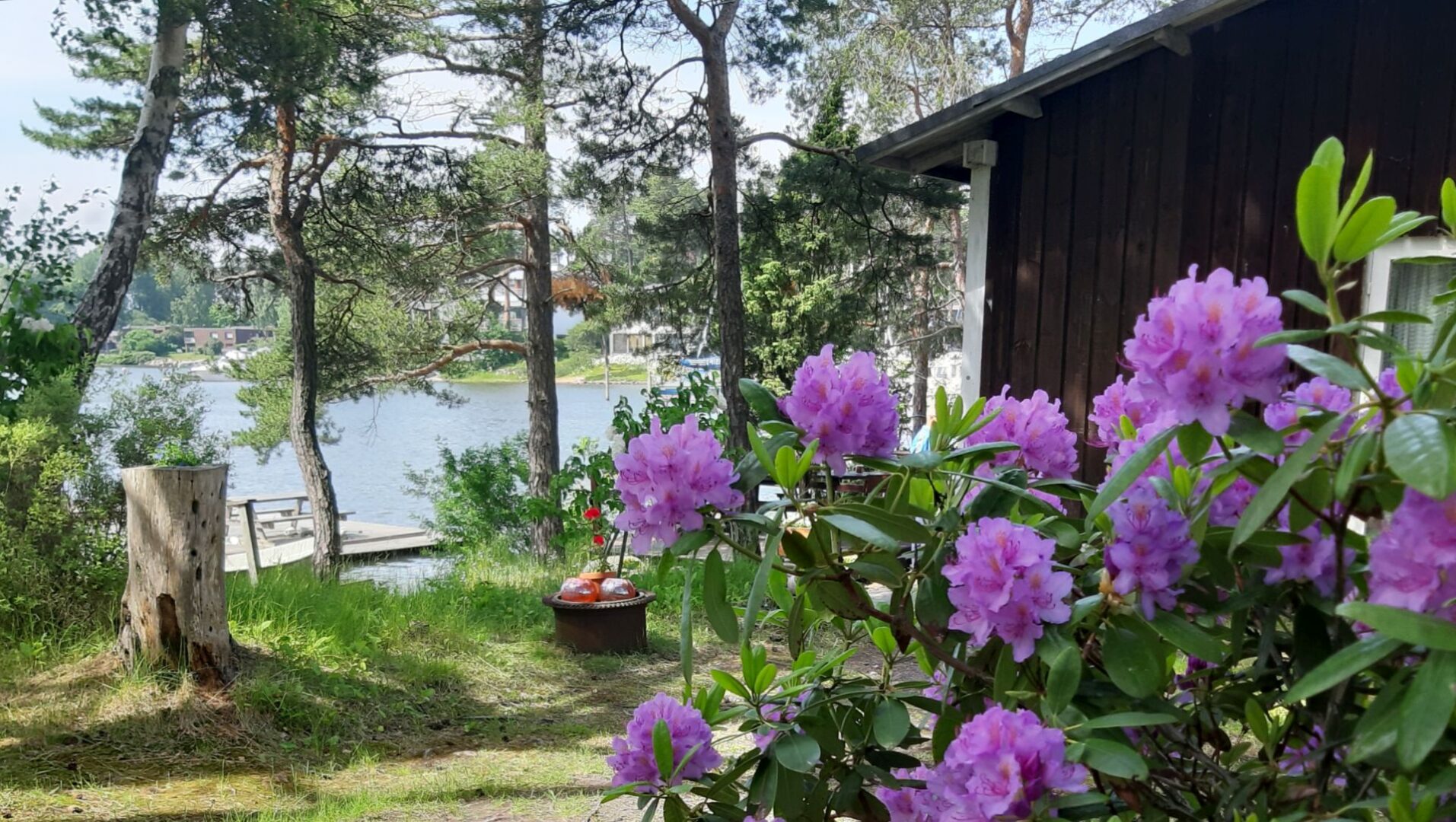 Alppiruusuja ja taustalla kesämökki.