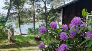 Alppiruusuja ja taustalla kesämökki