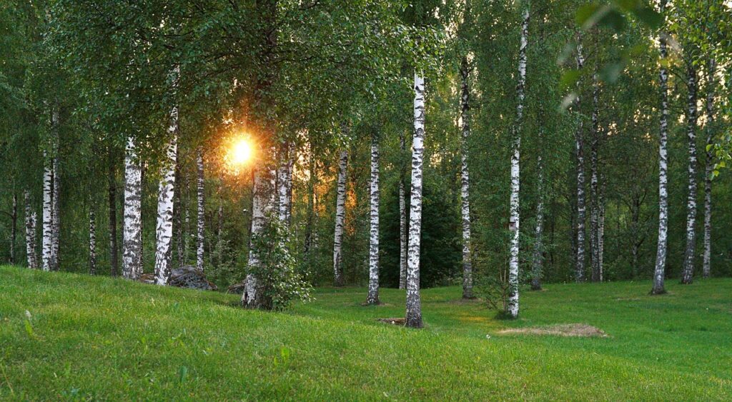 Nouseva aurinko koivikon takana