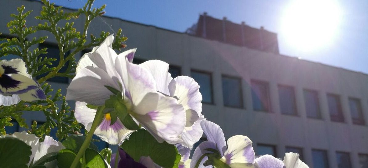 Aurinko paistaa orvokit rakennus taka-alalla