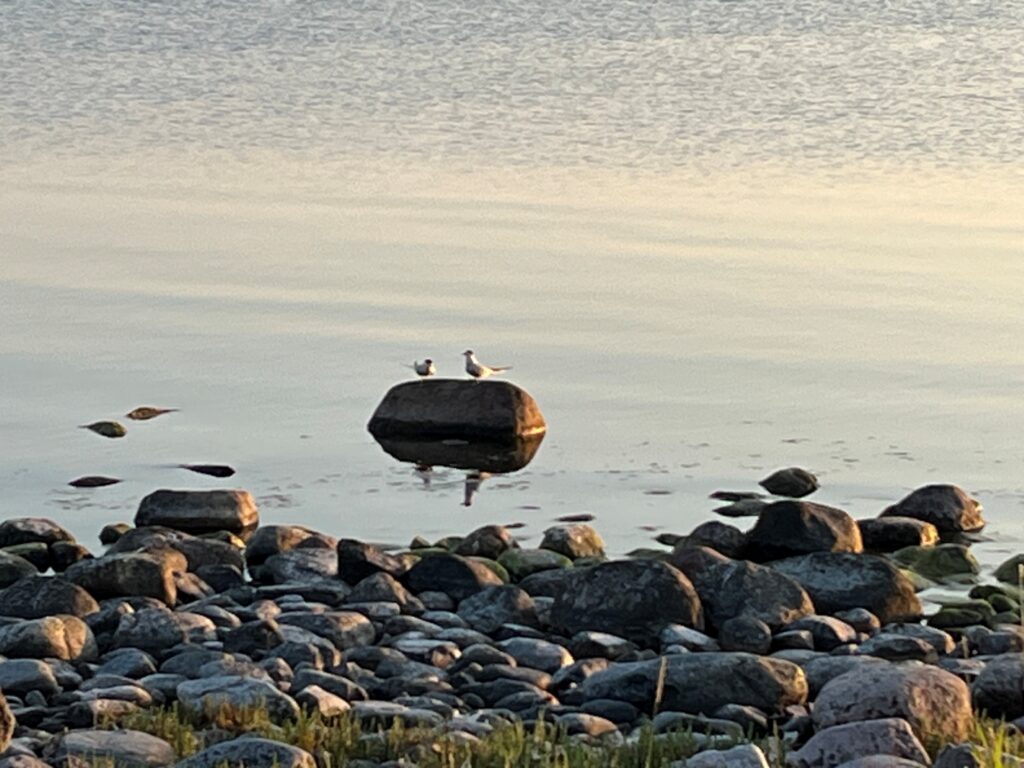 Kaksi tiiraa istuu rantakivellä vastakkain