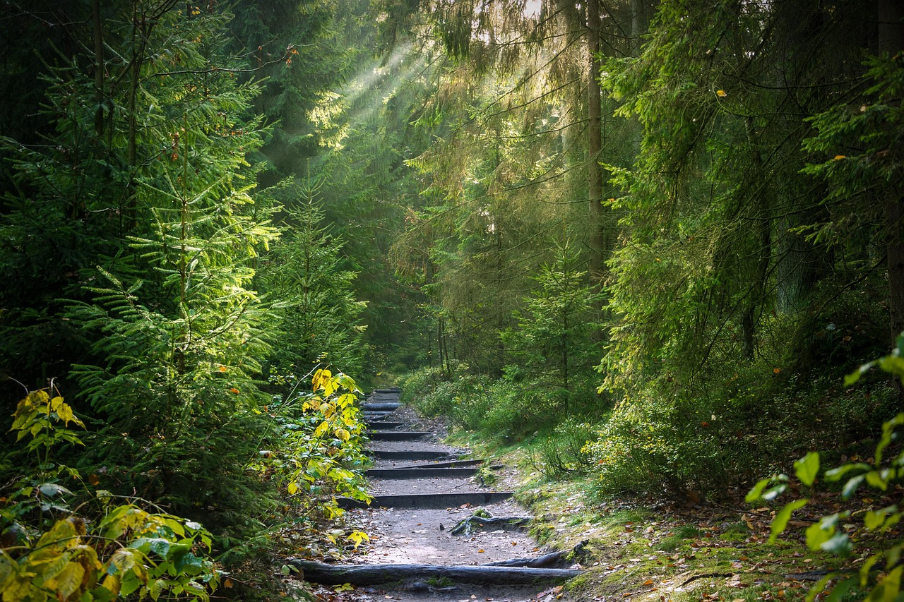 Portaat metsässä, aurinko paistaa ylhäältä oikealta.