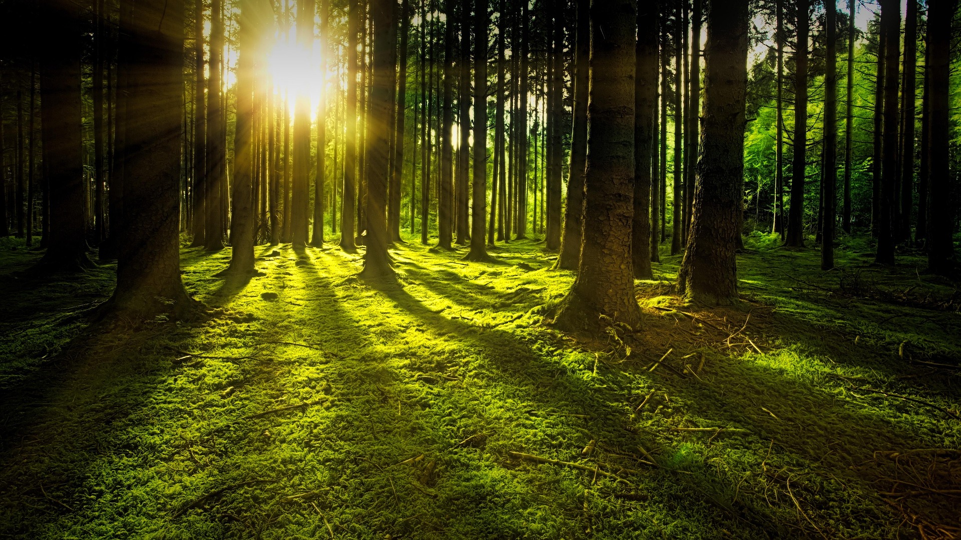 Sammalmetsä ja puita, aurinko paistaa puiden takaa.