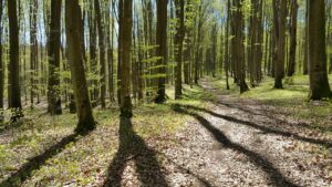 keväisessä metsässä polku